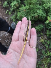 Colaptes auratus luteus