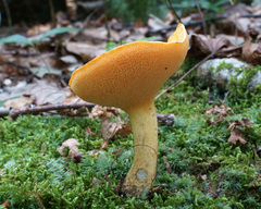 Suillus subaureus