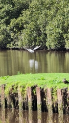Pelecanus conspicillatus