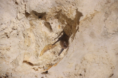 Peropteryx macrotis