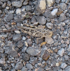 Oedipodinae