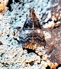 Pococera asperatella