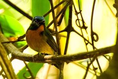 Hill Blue Flycatcher photo 4