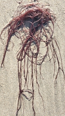 Gracilariopsis