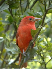 Piranga rubra