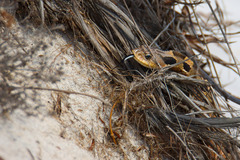Heterodon platirhinos