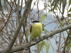 Pitangus sulphuratus