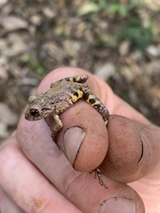 Pristimantis diadematus