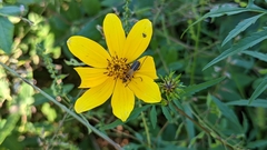 Bidens aristosa