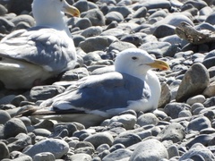 Larus glaucescens × occidentalis