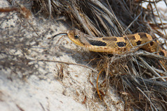 Heterodon platirhinos