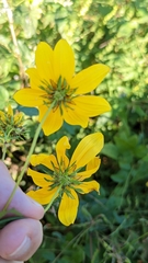 Bidens aristosa