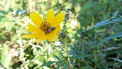Bidens aristosa