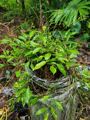 Pothos chinensis