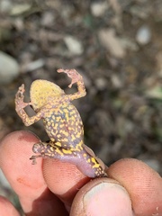 Pristimantis diadematus