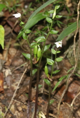 Triphora trianthophoros
