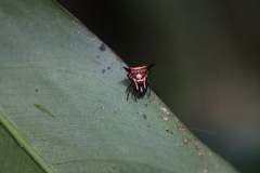 Micrathena triangularispinosa