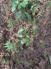 Oplismenus compositus