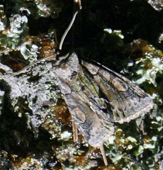 Allophyes oxyacanthae