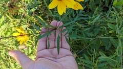 Bidens aristosa