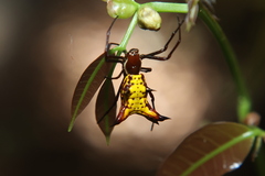 Micrathena fissispina