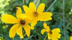 Bidens aristosa