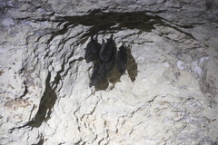 Artibeus jamaicensis