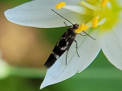Scythris