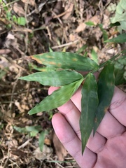 Oplismenus compositus