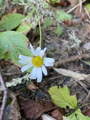 Tripleurospermum inodorum