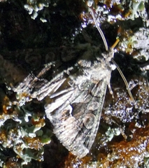 Allophyes oxyacanthae