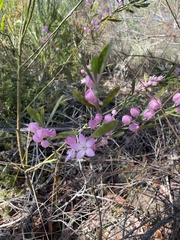 Eriostemon australasius