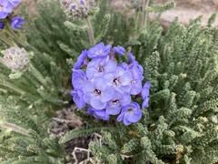 Polemonium eximium