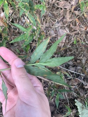 Oplismenus compositus