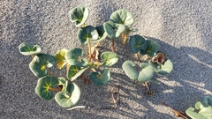 Calystegia soldanella