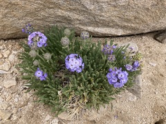 Polemonium eximium