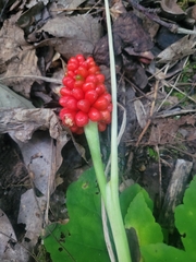 Arisaema triphyllum
