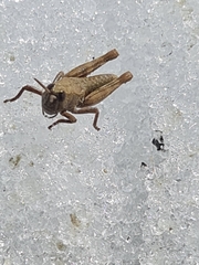 Sigaus australis