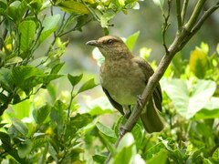 Turdus ignobilis