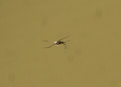 Trepobates subnitidus