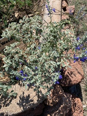 Salvia farinacea