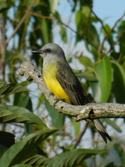 Tyrannus melancholicus