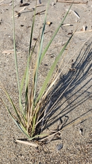 Leymus mollis