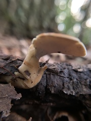 Loweomyces fractipes