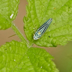 Graphocephala atropunctata