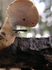Loweomyces fractipes