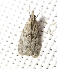 Eudonia heterosalis