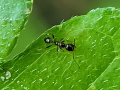 Pheidole dentata