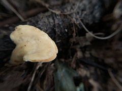 Loweomyces fractipes