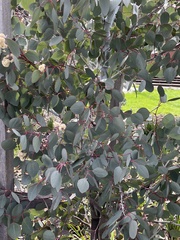 Eucalyptus polyanthemos